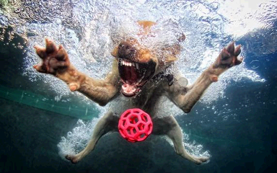 cachorro embaixo da água