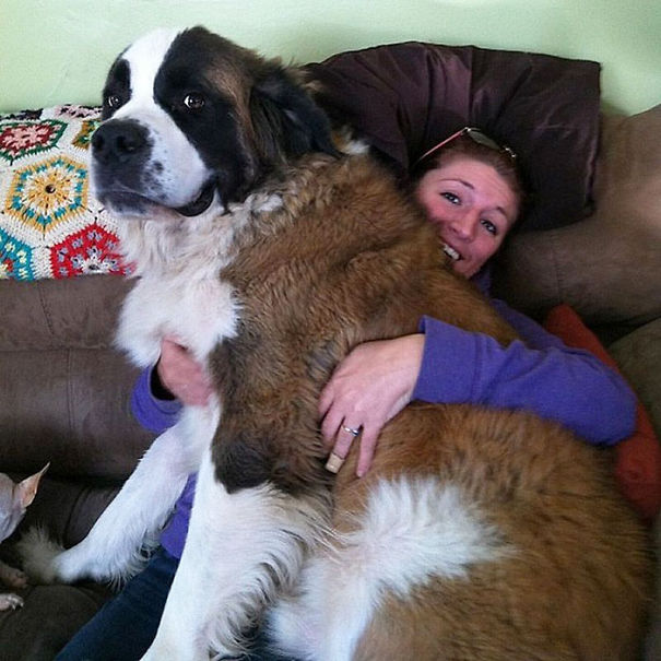 Huge-Dogs-Who-Think-They-Are-Small-5__605