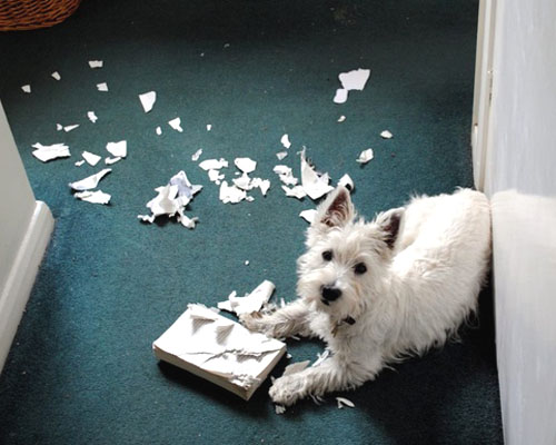 cachorro gosta de picar papel