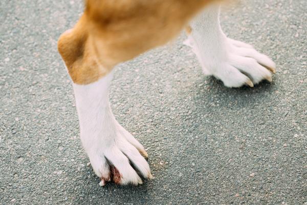 Cão mancando o que pode ser