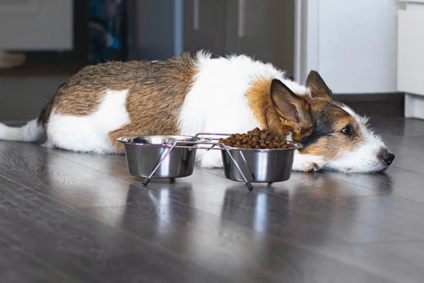 Meu cachorro não quer comer motivos e soluções