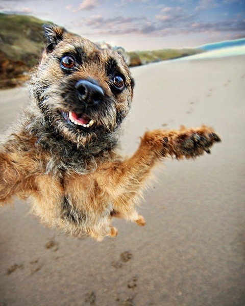 cachorro selfie