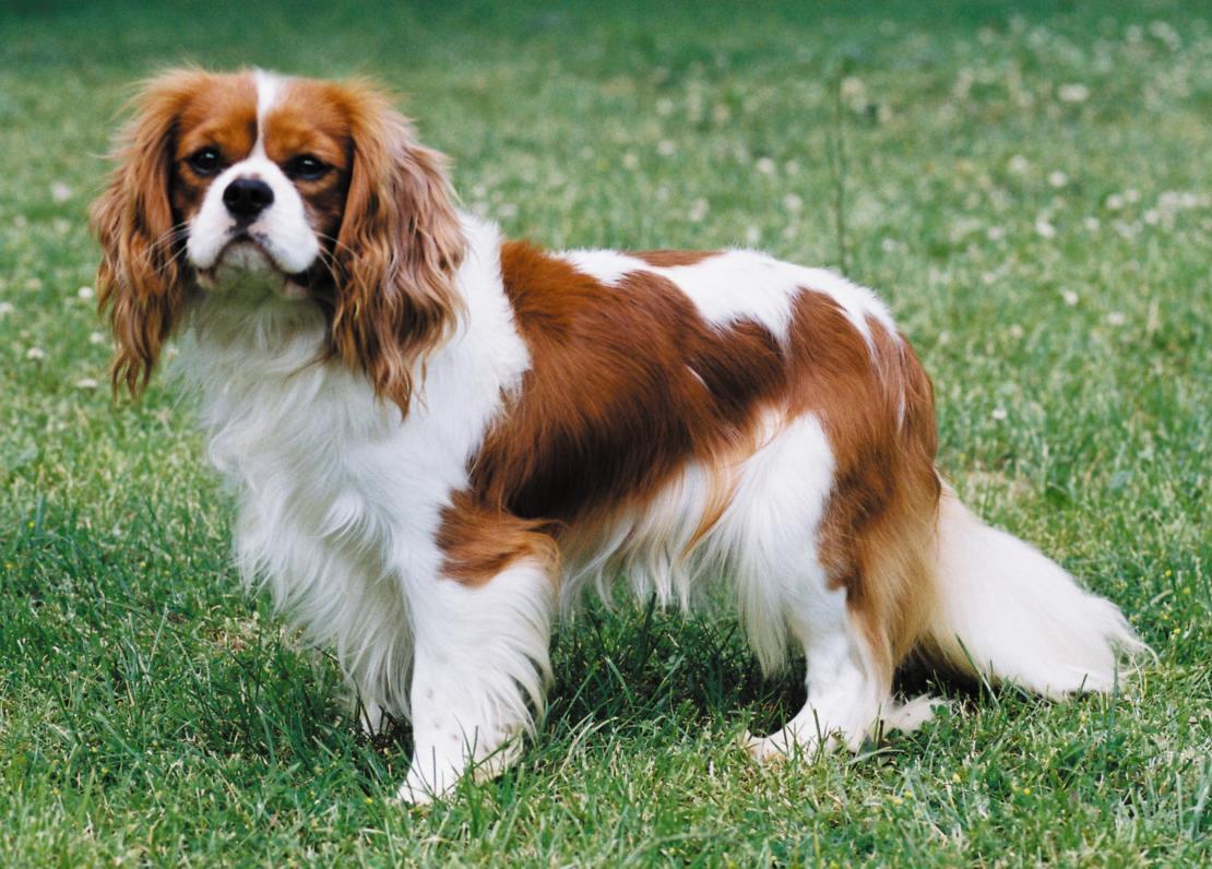 types of king charles cavalier spaniels