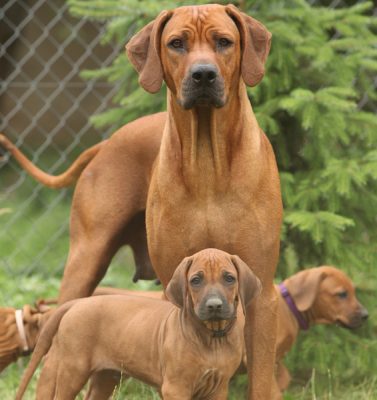 Tudo Sobre A Ra a Le o Da Rod sia Rhodesian Ridgeback 