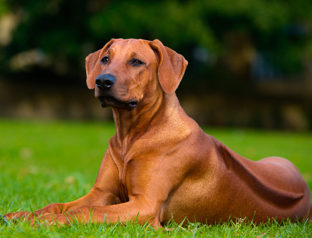 Tudo Sobre A Ra a Le o Da Rod sia Rhodesian Ridgeback 
