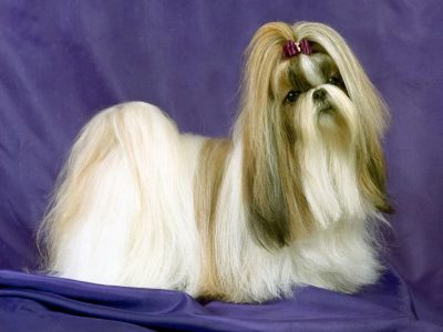 lhasa apso apartamento
