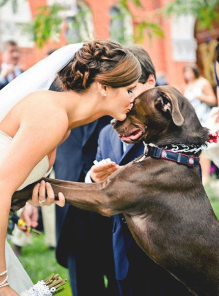 fotos de cachorros em casamentos
