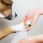 Primeiros Socorros para Cães e Gatos