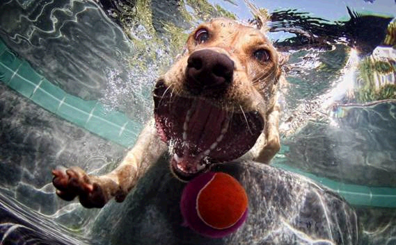 cachorro embaixo da água