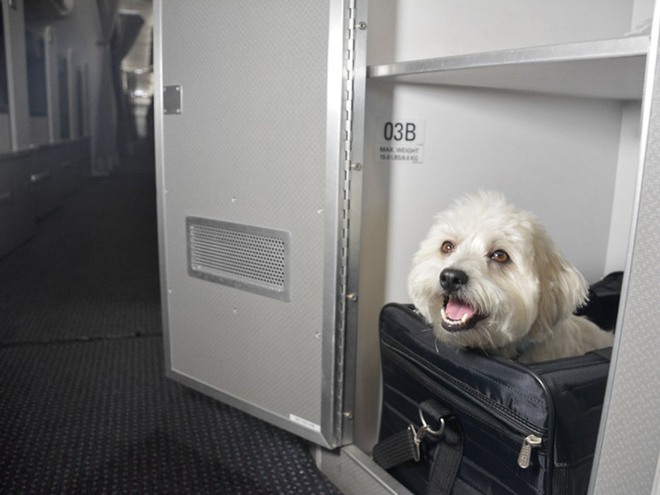 american-airlines-cabine-caes-gatos-aviao