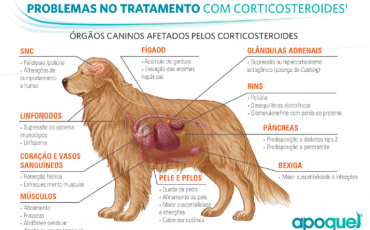 corticoide-pra-cachorro