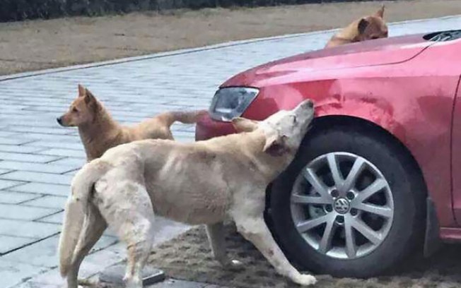 cachorro-agredido-por-motorista-volta-com-amigos-para-se-vingar