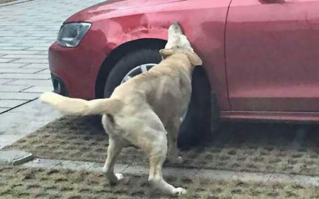 cachorro-agredido-por-motorista-volta-com-amigos-para-se-vingar
