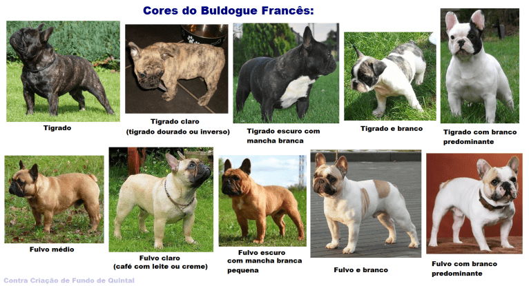 bulldog francês cores