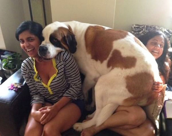 Huge-Dogs-Who-Think-They-Are-Small-11__605