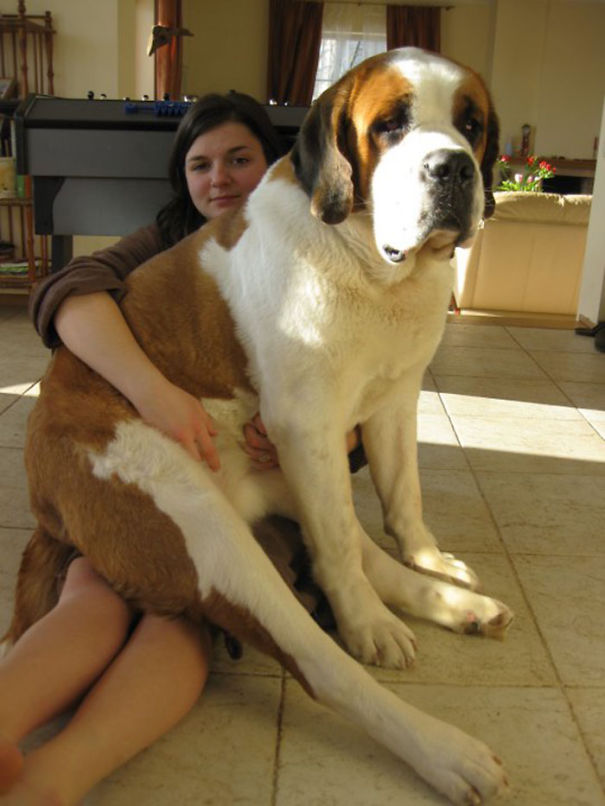 Huge-Dogs-Who-Think-They-Are-Small-4__605