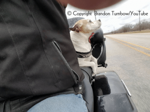 Motociclista-salva-cachorro-abandonado-na-estrada-e-faz-dele-seu-novo-copiloto-04