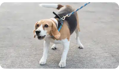 CACHORRO LATINDO NO PASSEIO