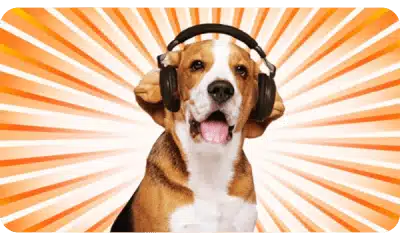CACHORRO LATINDO PRA BARULHOS