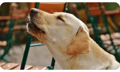 CACHORRO LATINDO PRA PESSOAS E VISITAS