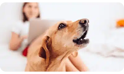 ESTIMULOS PRO LATIDO