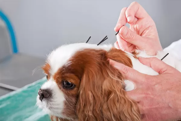 acupuntura cachorro