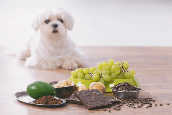 25 alimentos tóxicos para cães alimentos-toxicos para caes