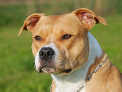 american staffordshire terrier-