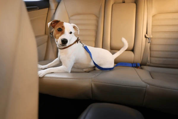 Andar de carro com o cachorro andar carro cachorro