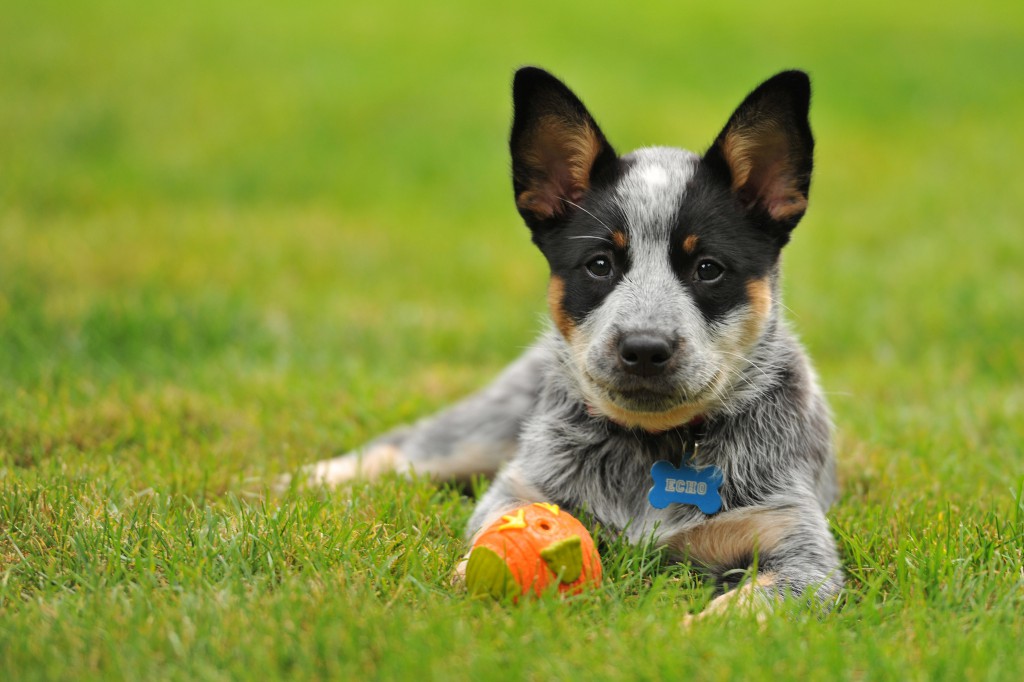 australian cattle dog blue heeler