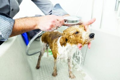 banho-em-petshop-cuidados