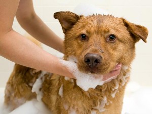 como dar banho no cachorro