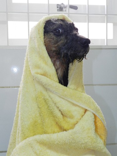 muito banho faz mal em cachorros