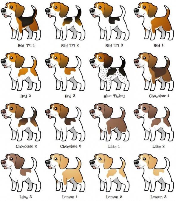 beagle-cores