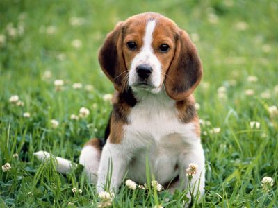 beagle racas doceis