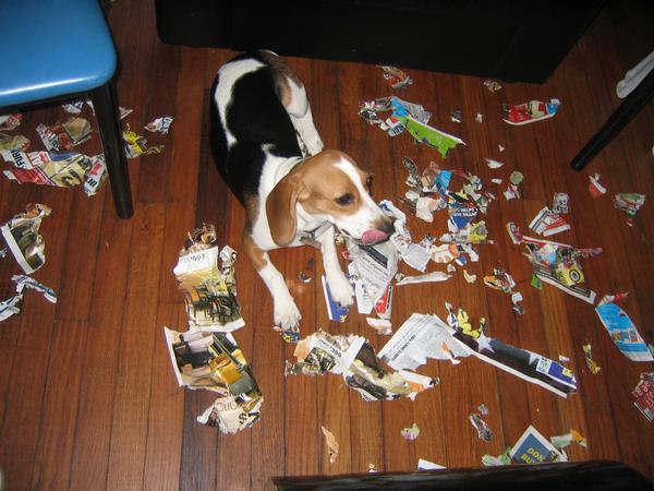 beagle roi muito destruidor