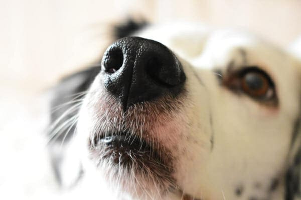 8 curiosidades sobre os bigodes dos cachorros bigode-cachorro