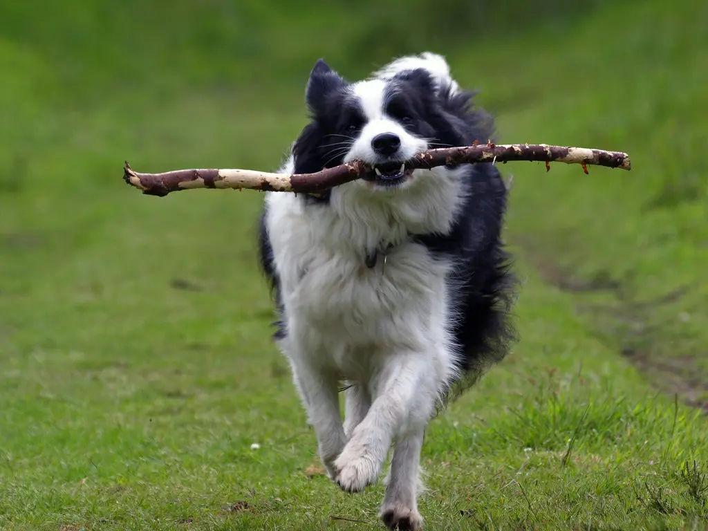 Border Collie: conheça tudo sobre a raça