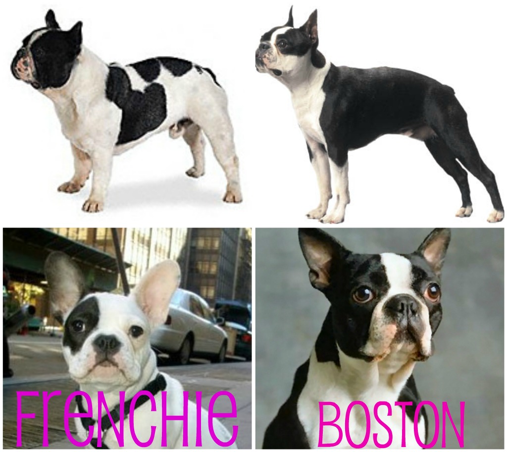 boston terrier X frenchie