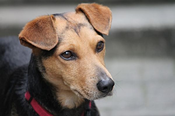 botulismo-cachorro