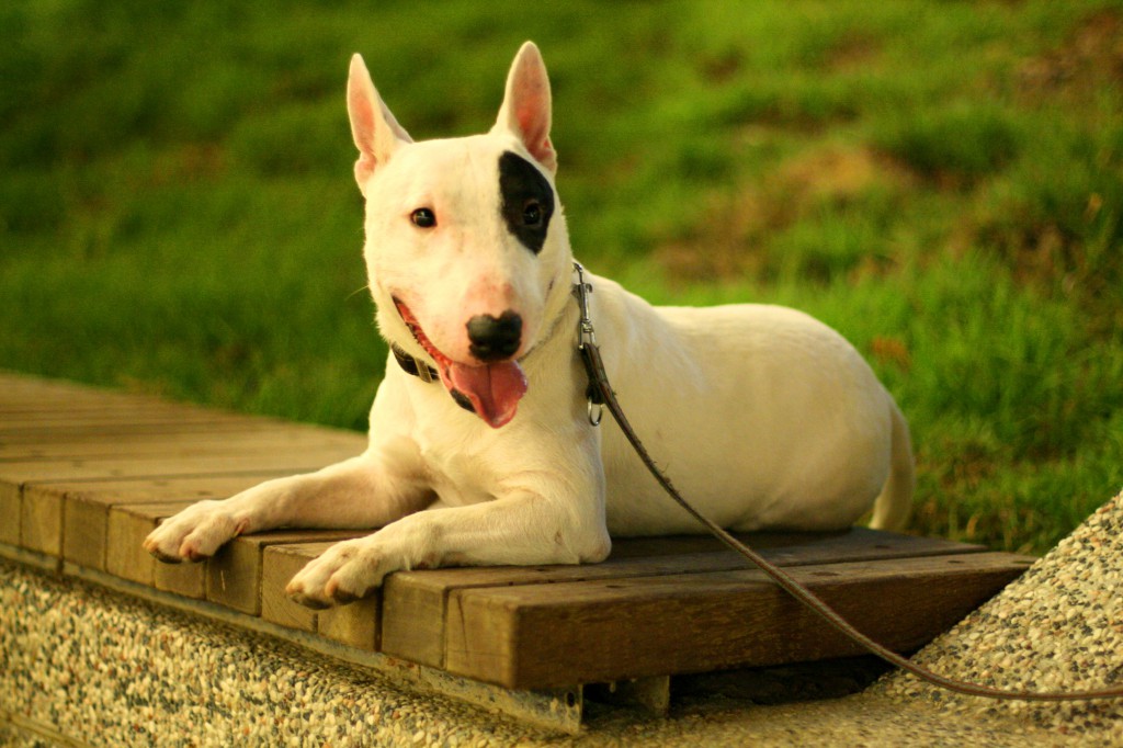 bull terrier