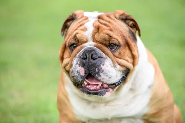 Bulldog ou Buldogue? bulldog-buldogue