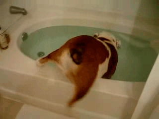 bulldog-cachorro-banho