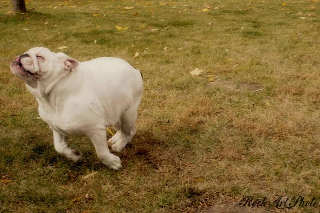 bulldog-correndo-feliz
