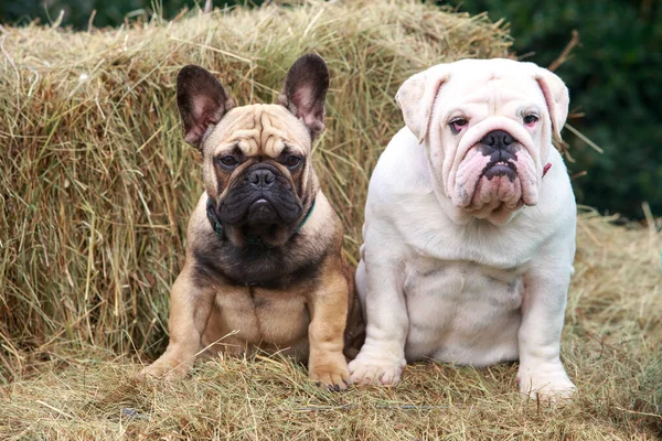 bulldog ingles frances