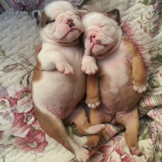 bulldogs-filhotes-dormindo