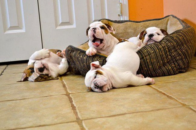 bulldogs-fofos-dormindo
