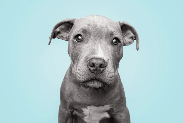 Por que meu cachorro fica me encarando? cachorro fica encarando