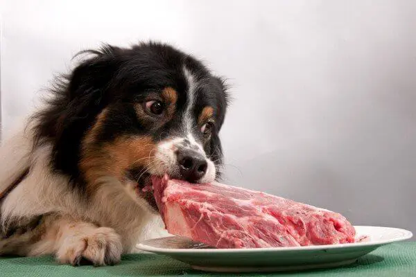 Alimentação Natural para cães é melhor do que ração? cachorro-alimentacao-natural