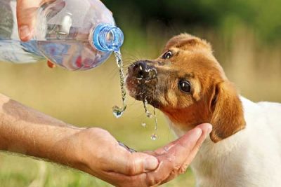 cachorro bebendo agua